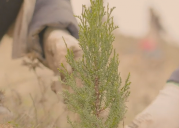 The “Iberia Wood” Now Growing in Paracuellos de Jarama
