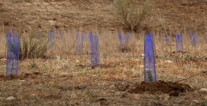 Bosque Iberia 2022